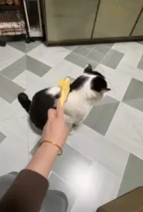 New user offer: Only $1.29!   ZenBrush™ - Removes Fur & Relieves Pain photo review